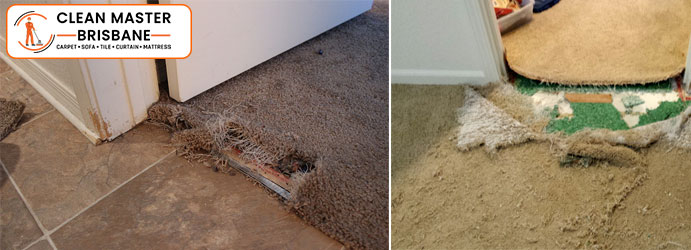 Carpet Pet Damage Repair Service Basin Pocket