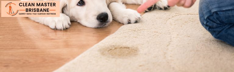 Carpet Urine Stain Removal