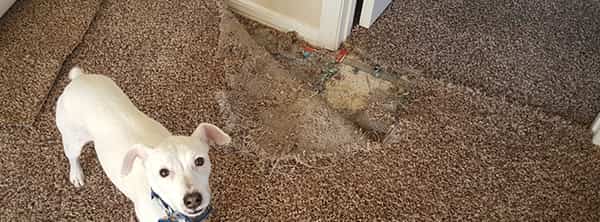 carpet pet damage repair