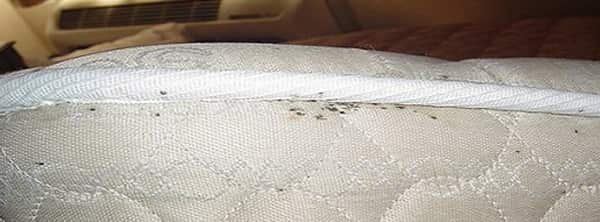 mattresses dust mites